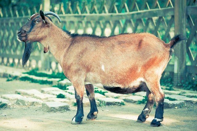 kesalahan qurban kesalahan qurban